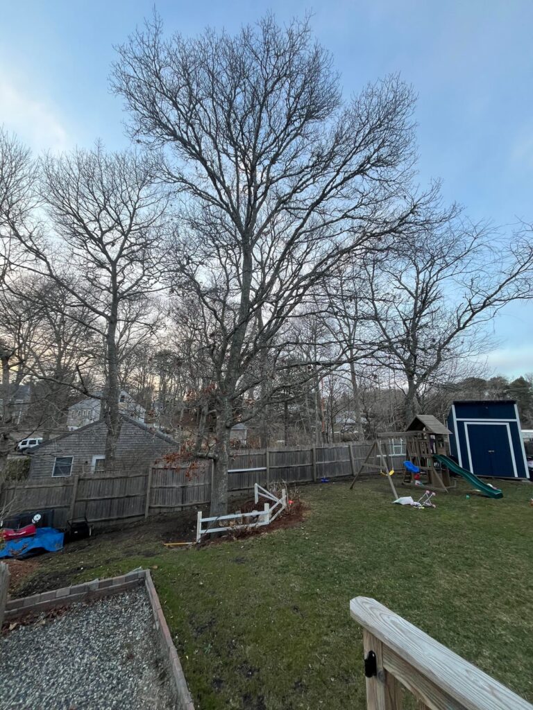 Thoughts on how I can improve the health of this tree?