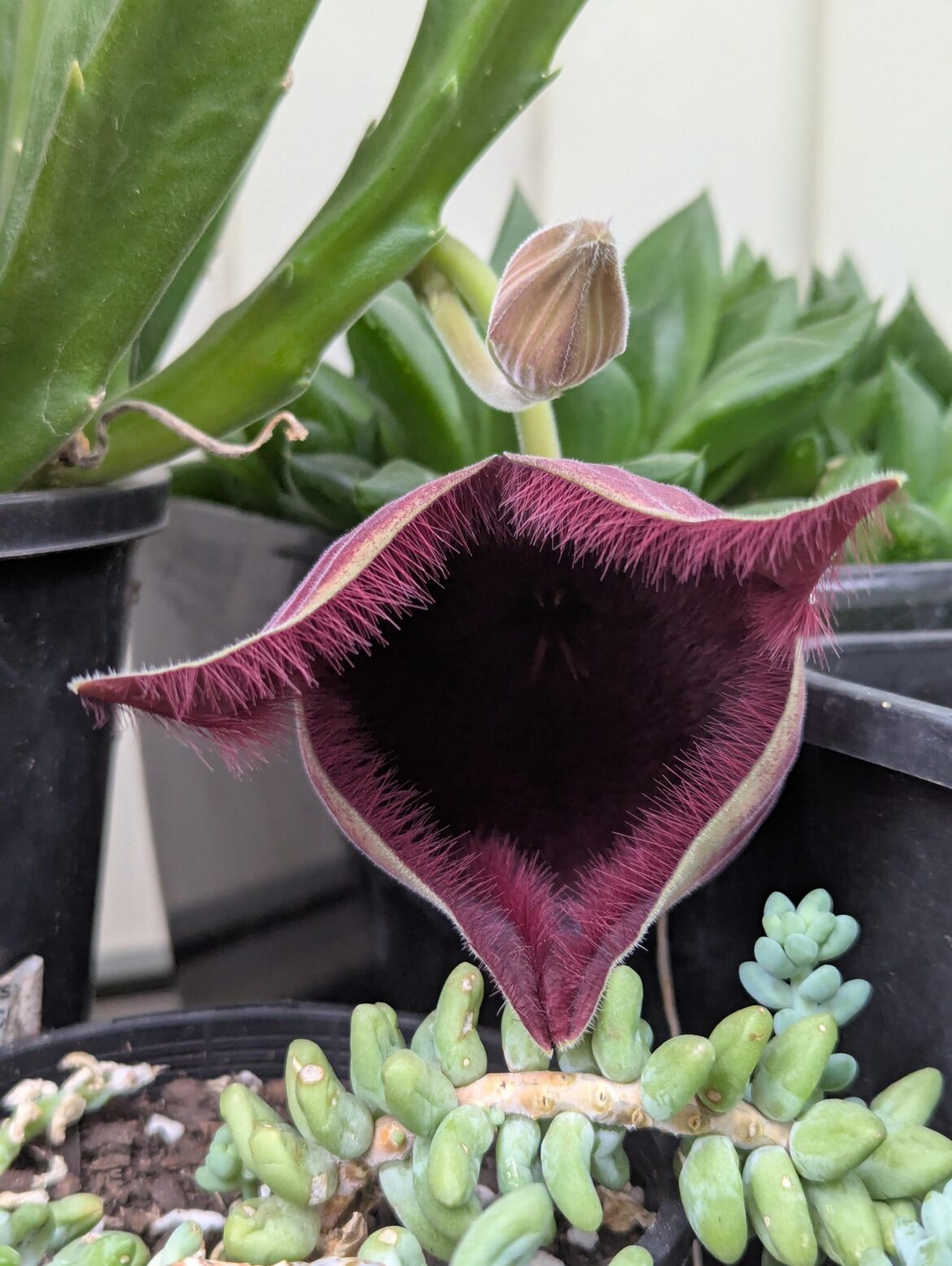 My stapelia ?grandifloria? Looks like a death womb