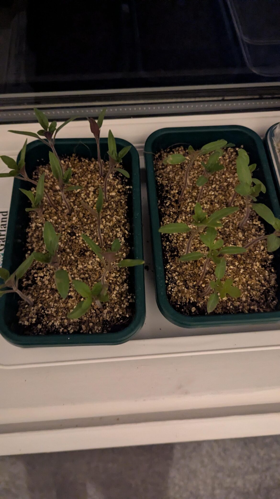 Should I repot these tomatoes?