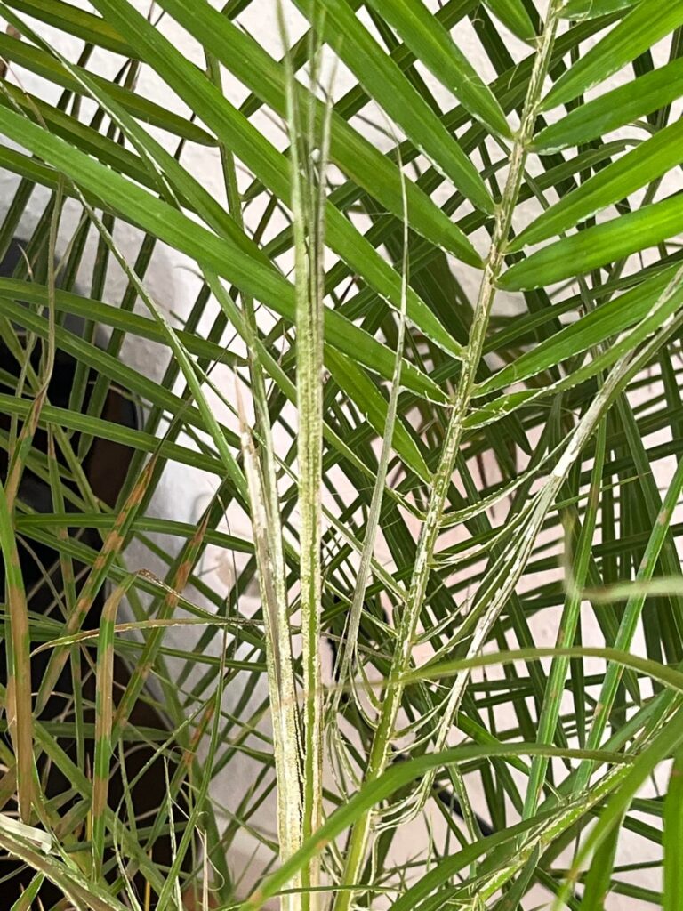 Is my new plant sick? Is my new plant sick?