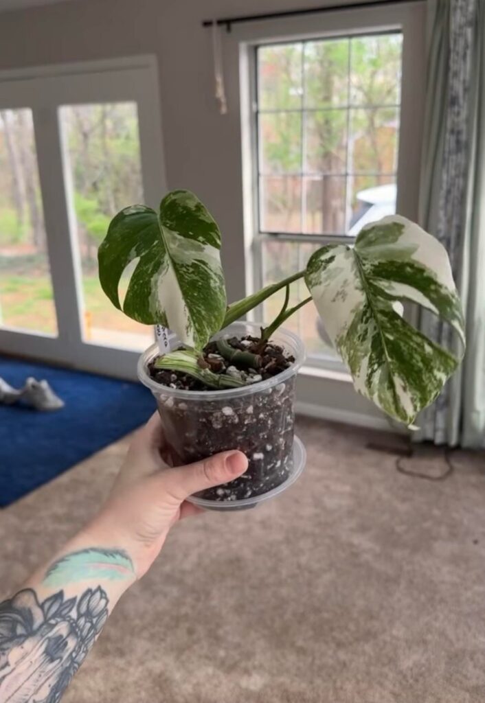 Is $40 for two albos worth it?
