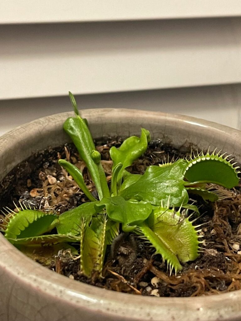 VFT flowering first time