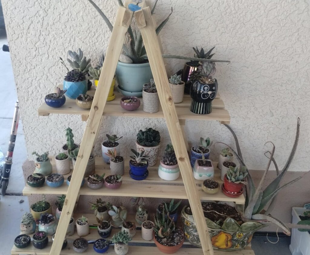 I ran out of things to re-pot