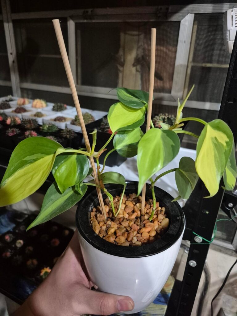 Philo. Brasil leaf variegation