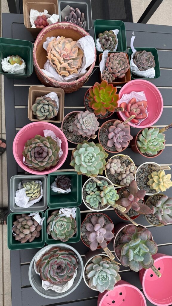 Recién llegadas 💝