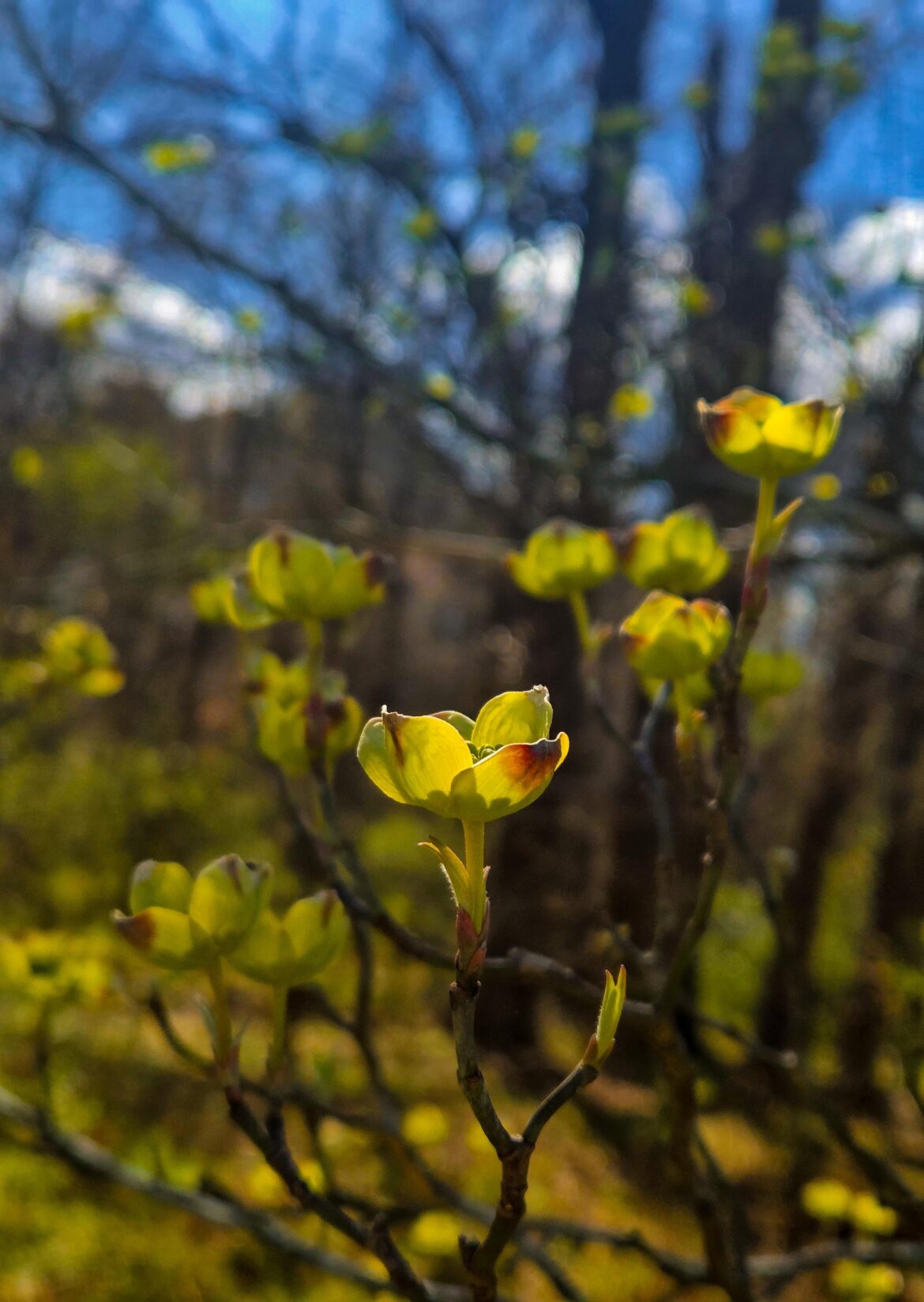 [Oc] Dogwood blossoms maybe