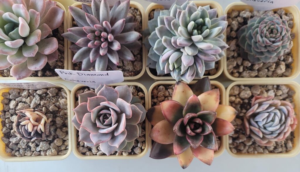 Echeveria pics