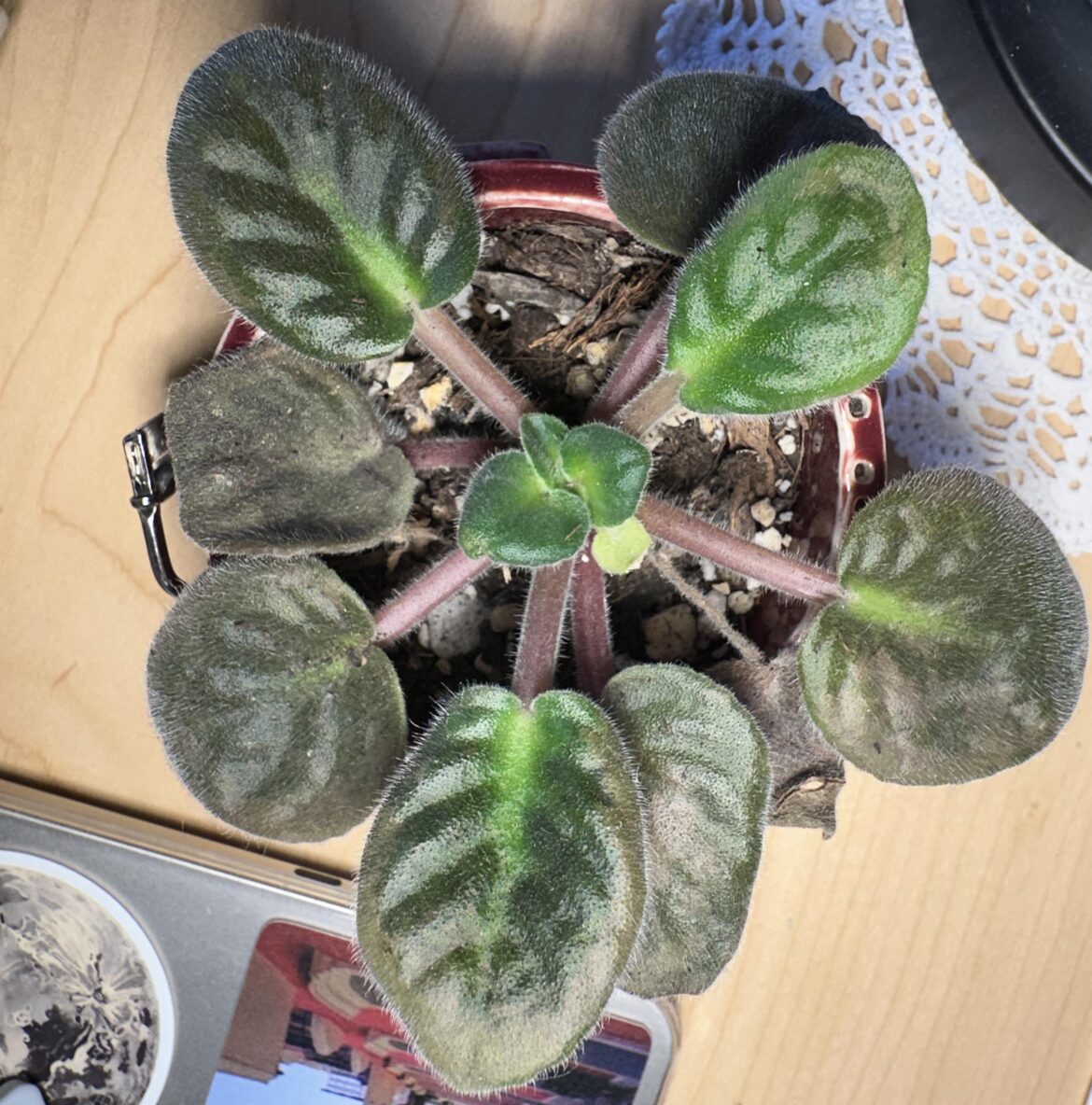 african violet help