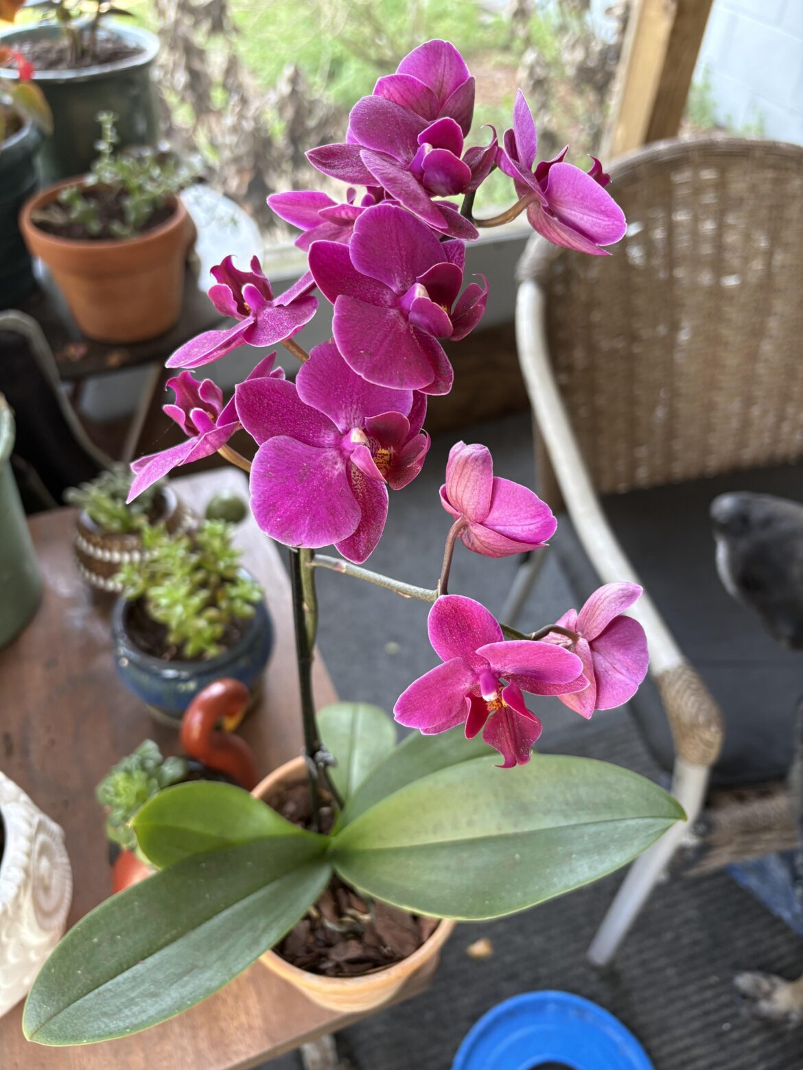 Orchid in full bloom