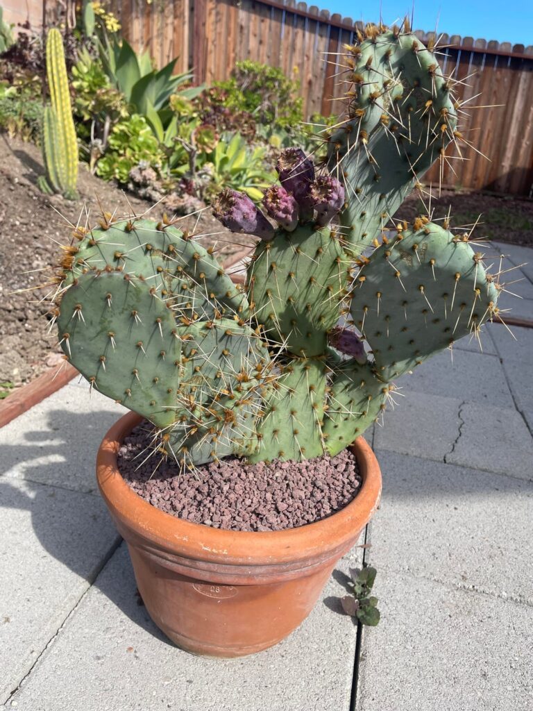 A dangerous gift — opuntia macrocentra