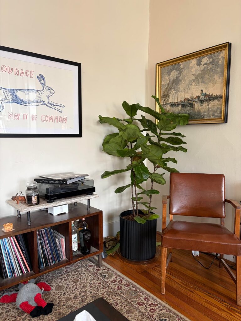 Fiddle leaf fig is being fiddly