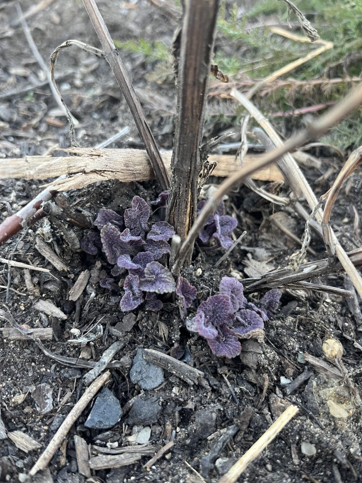 Hyssop growth