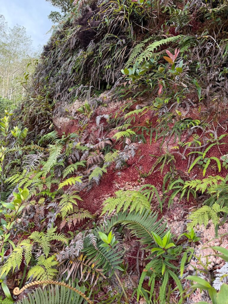 The Utricularia praetermissa habitat in Costa Rica