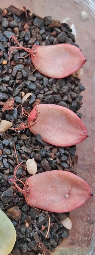 Propogation Help