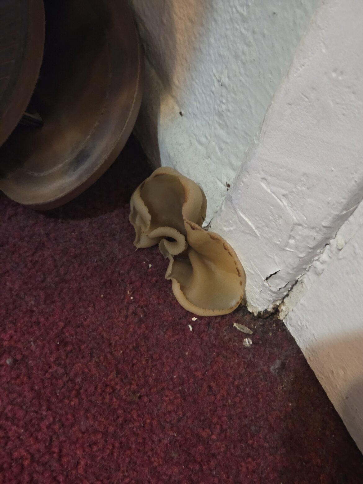 Weird little fungal growth in bedroom Weird little fungal growth in bedroom