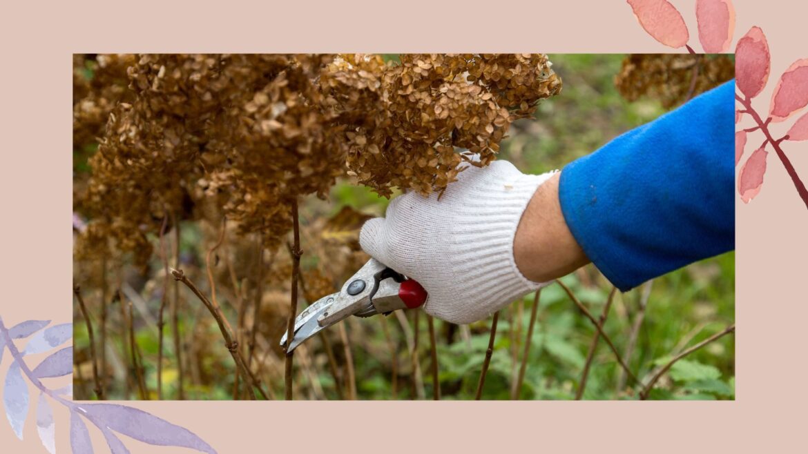 Sarah Raven reveals her genius hydrangea height pruning tip picture of person pruning spent hydrangea flowers