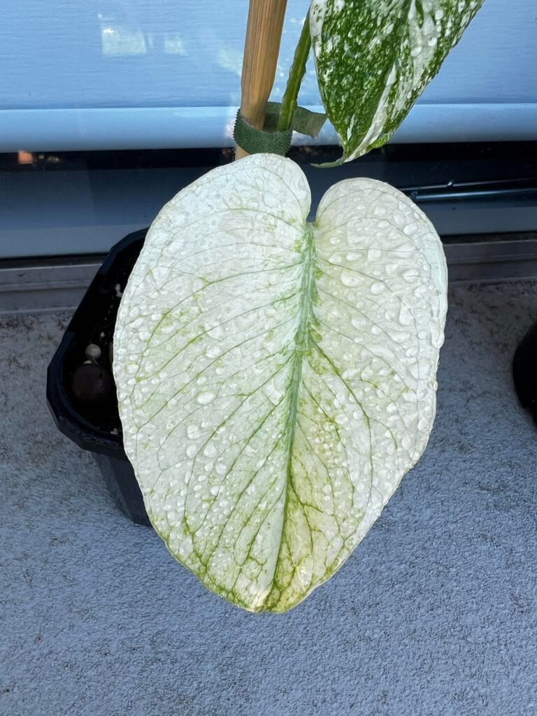 My young white monster just sprouted this beast of a leaf