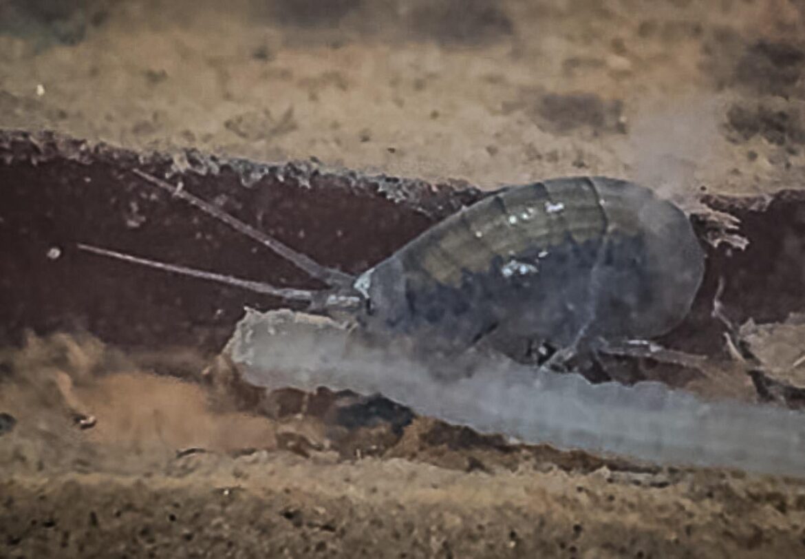 This amphipod in my 3L jarrarium was absolutely tearing this guy up - what is it?