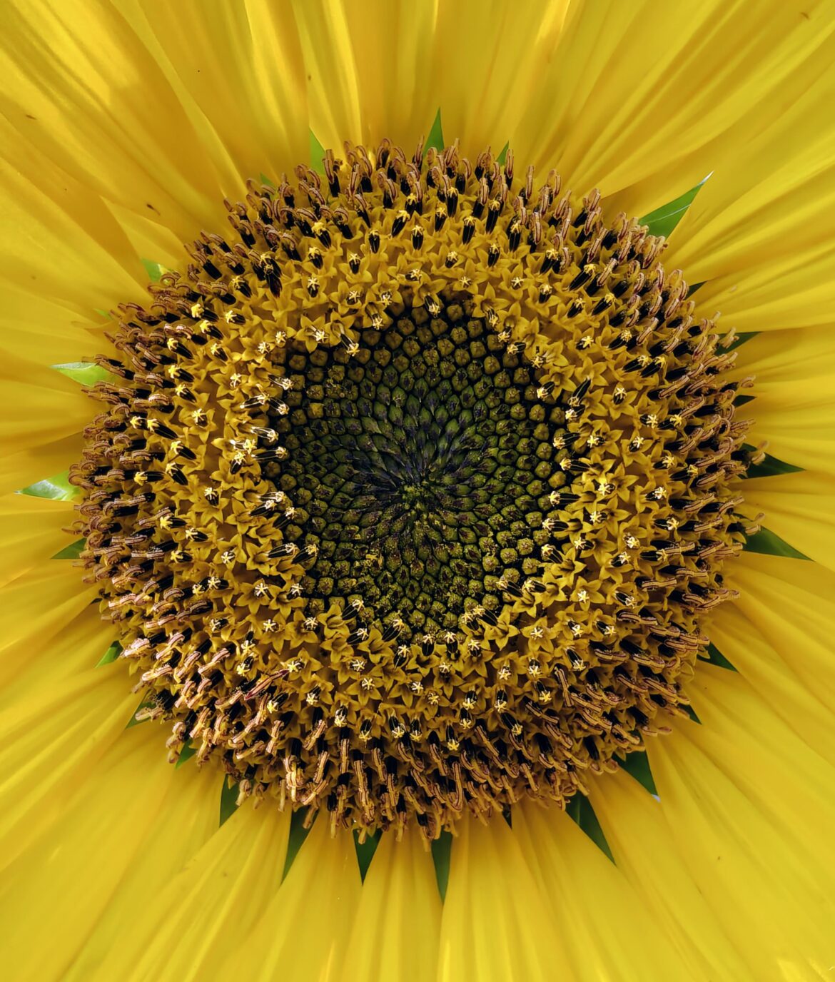 A flower of flowers!!🌻