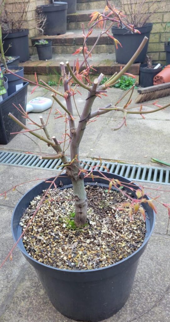 Katsura Trunk Chop Katsura Trunk Chop