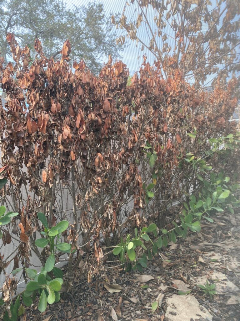 Are these plants dead?