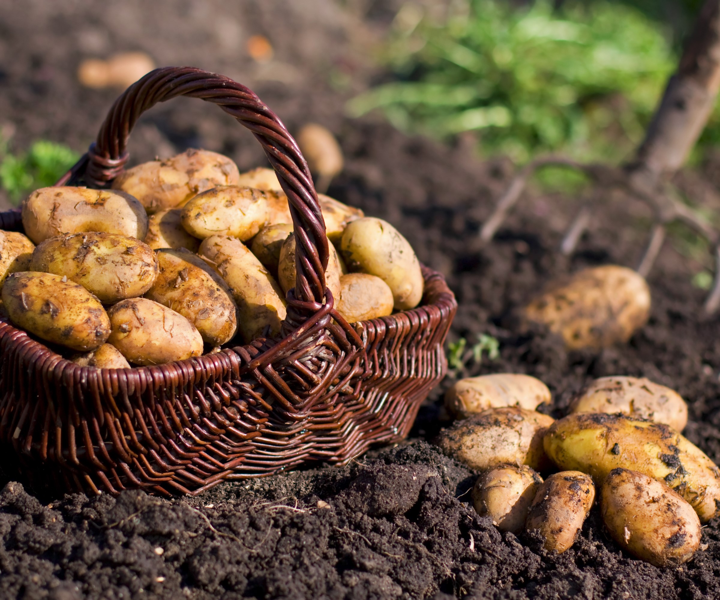 A basket of fresh harvested potatoes