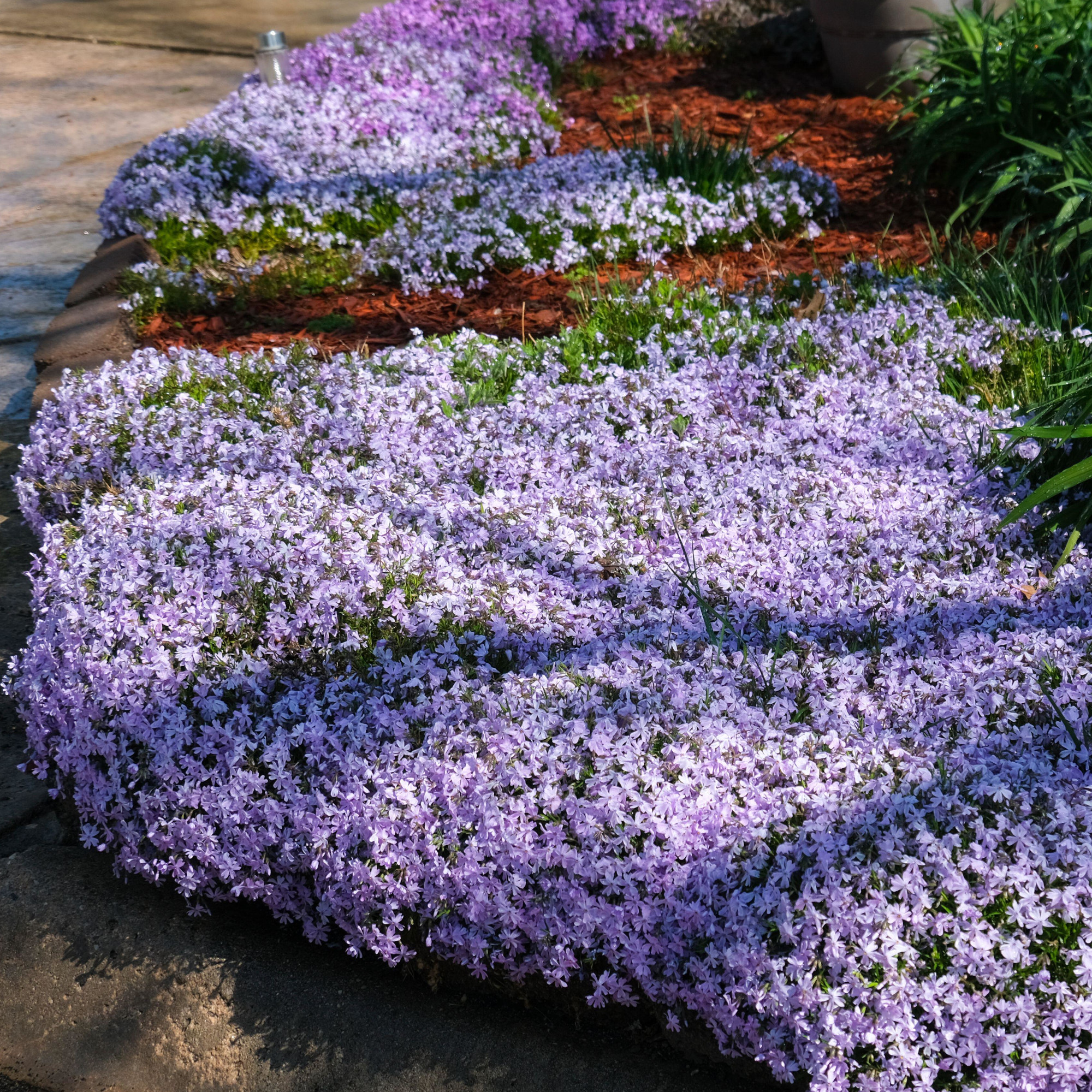 Creeping Phlox Phlox subulata 'Emerald Blue ice', spilling over a curb in the springtime - Image ID: 2F97K69