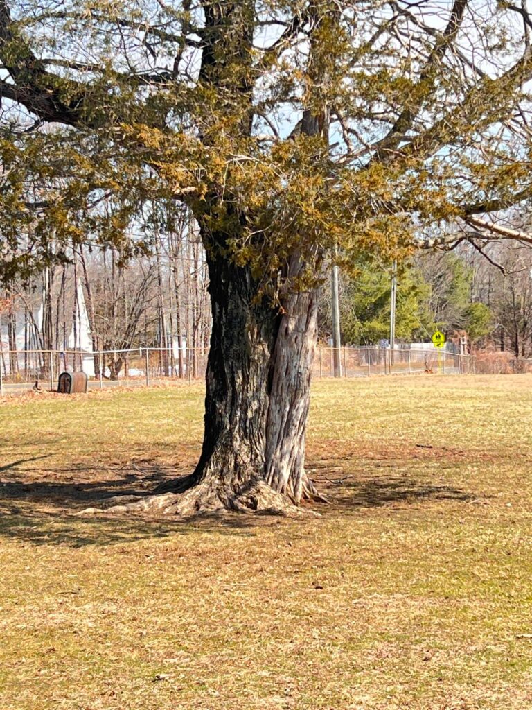 Found New Species: “Sugar Cedar”