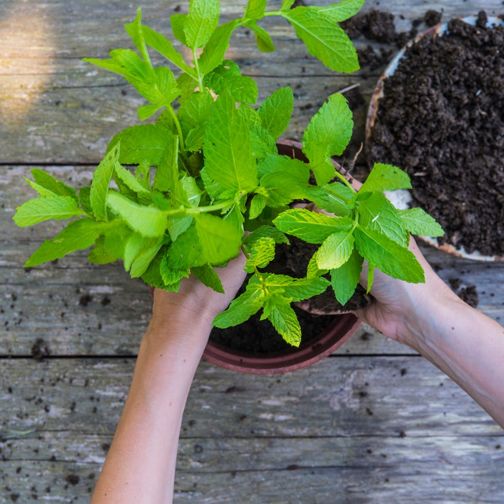 hands of woman replanting mint
