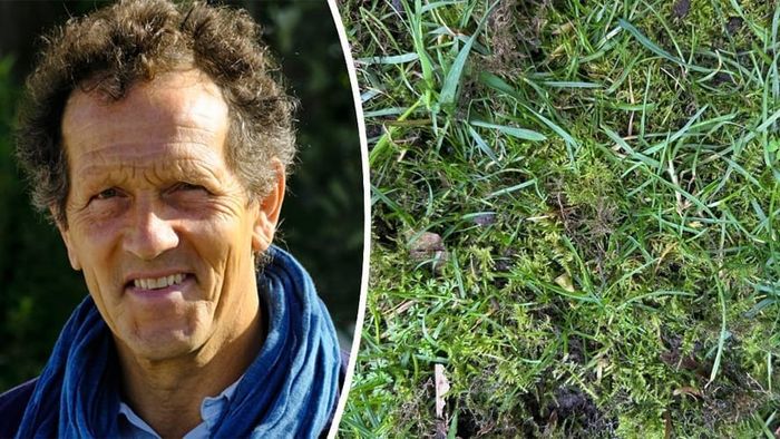 Monty Don’s garden fork trick helps sort out mossy lawns Download on the App Store