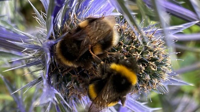 Wildlife: Colourful bums on bees add buzz to garden Download on the App Store