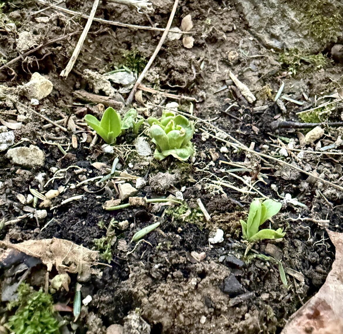 Anyone checking their garden daily?