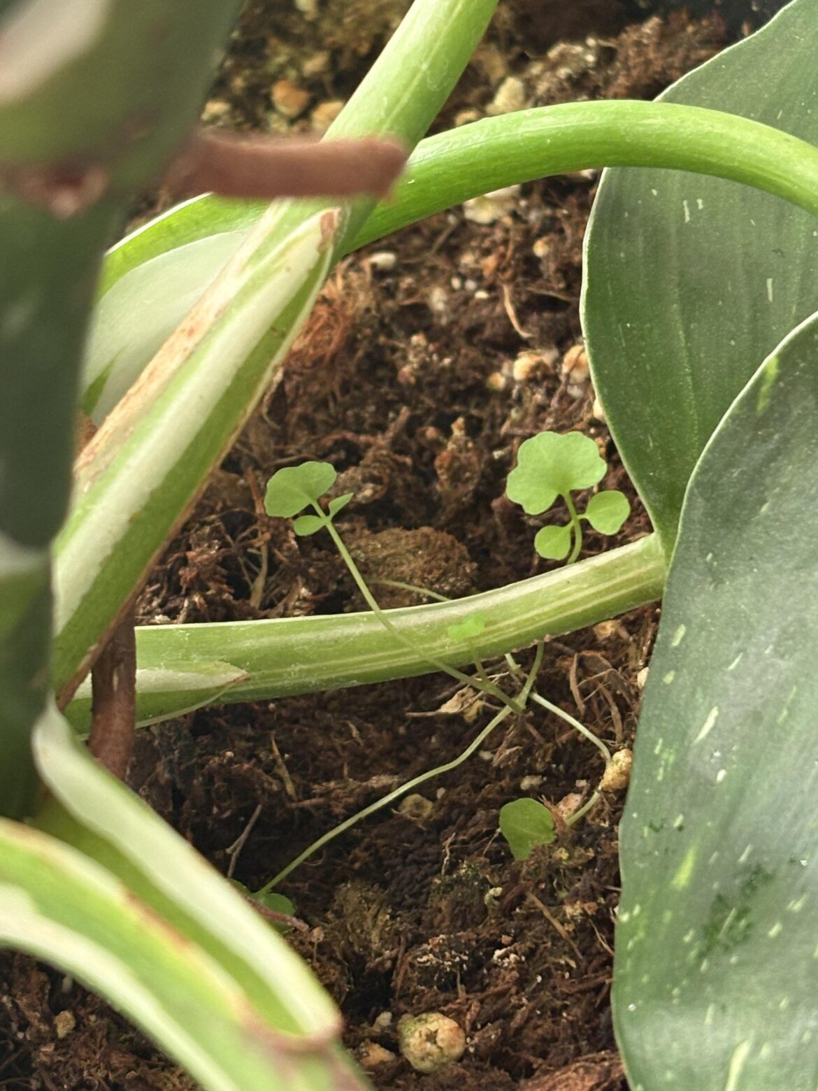 Clover growing in dirt
