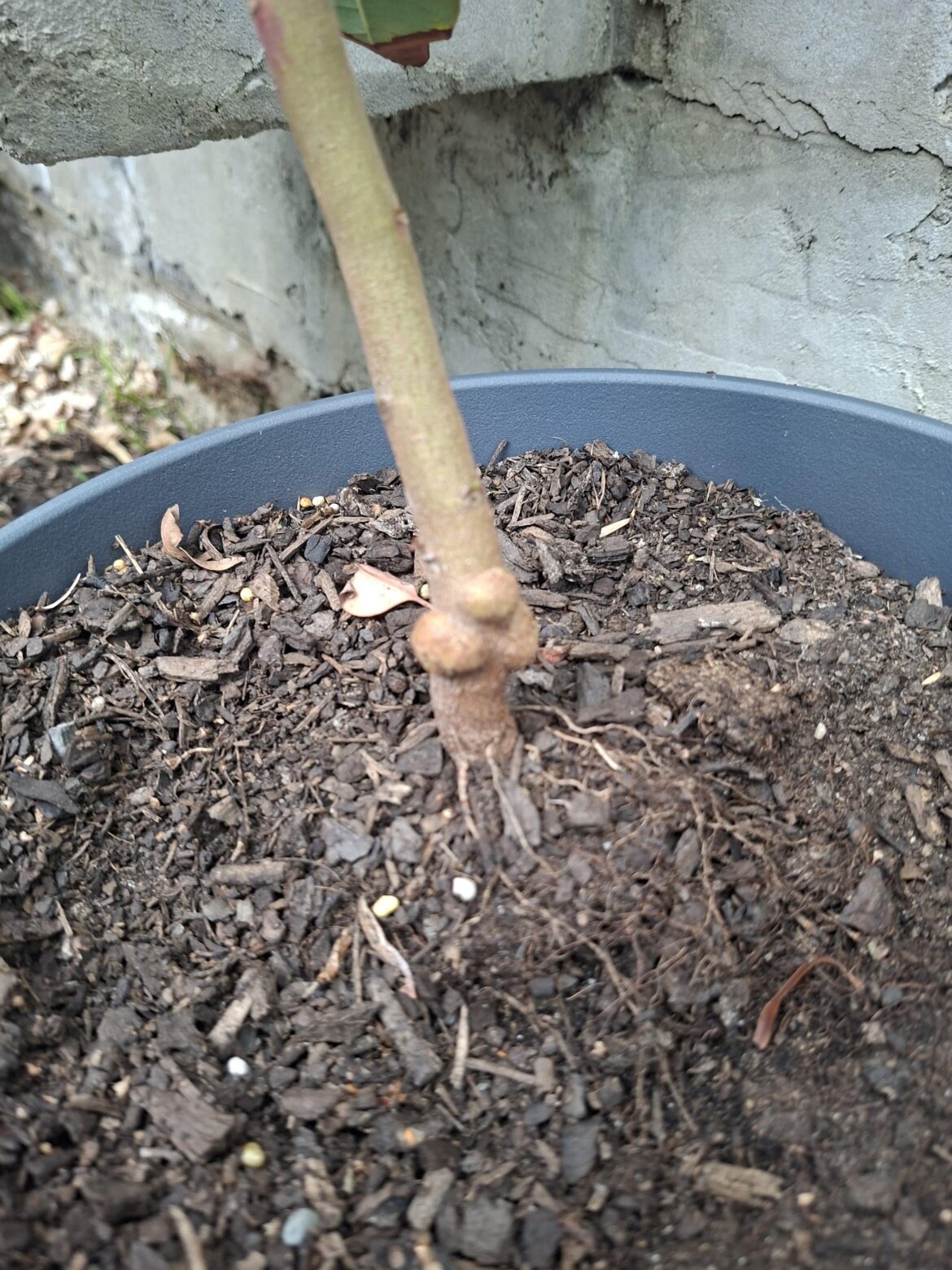 Young Gumtree - is this gall wasp?