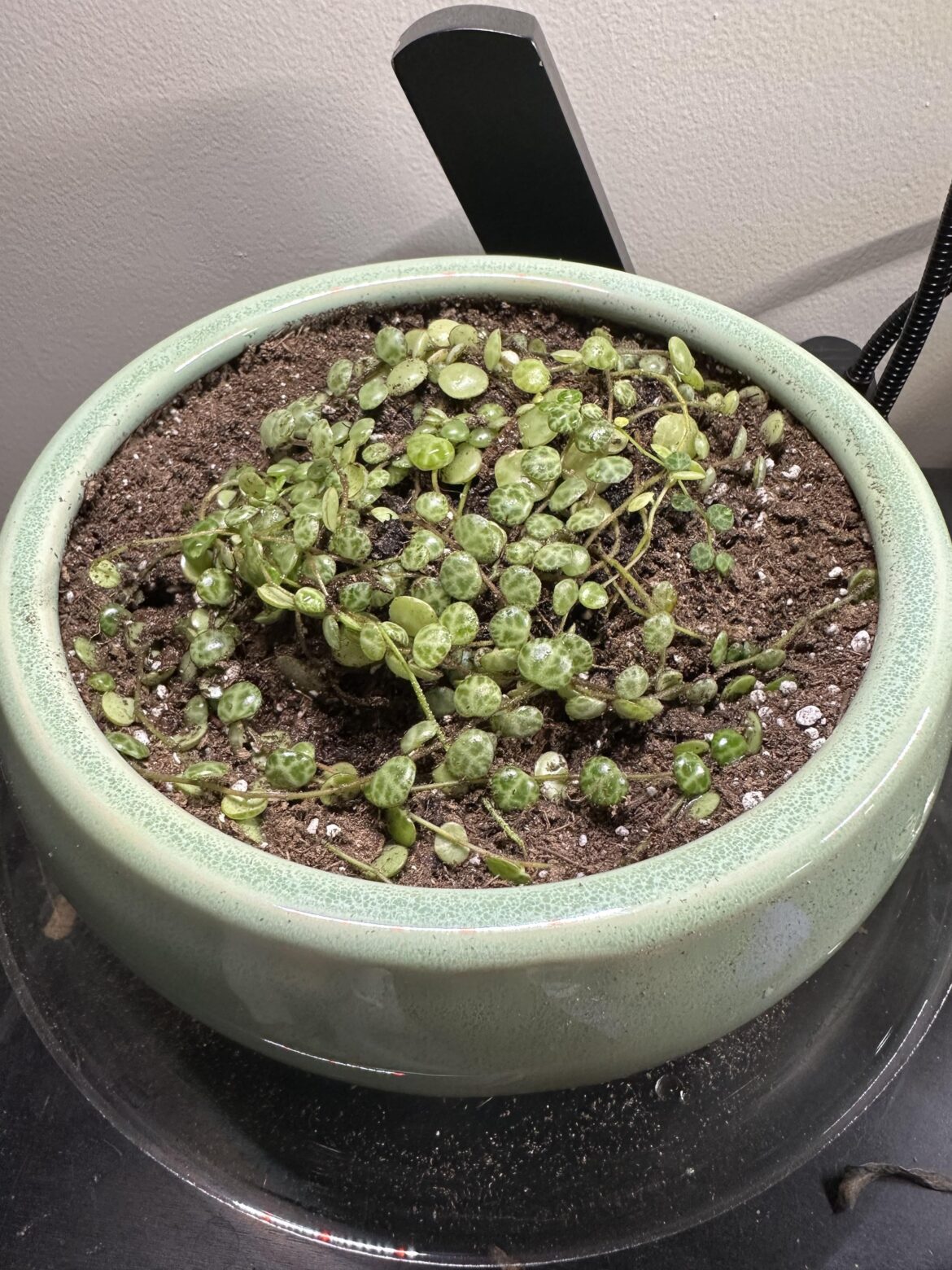 Repotting my string of turts Repotting my string of turts