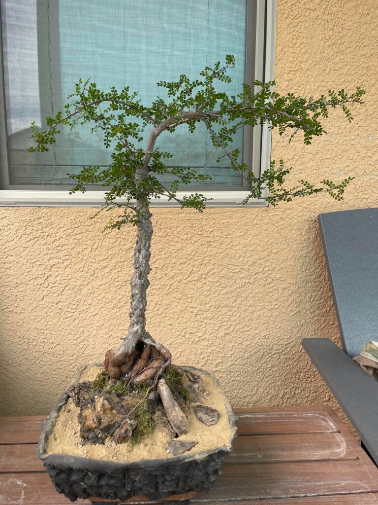 Operculicarya decaryi