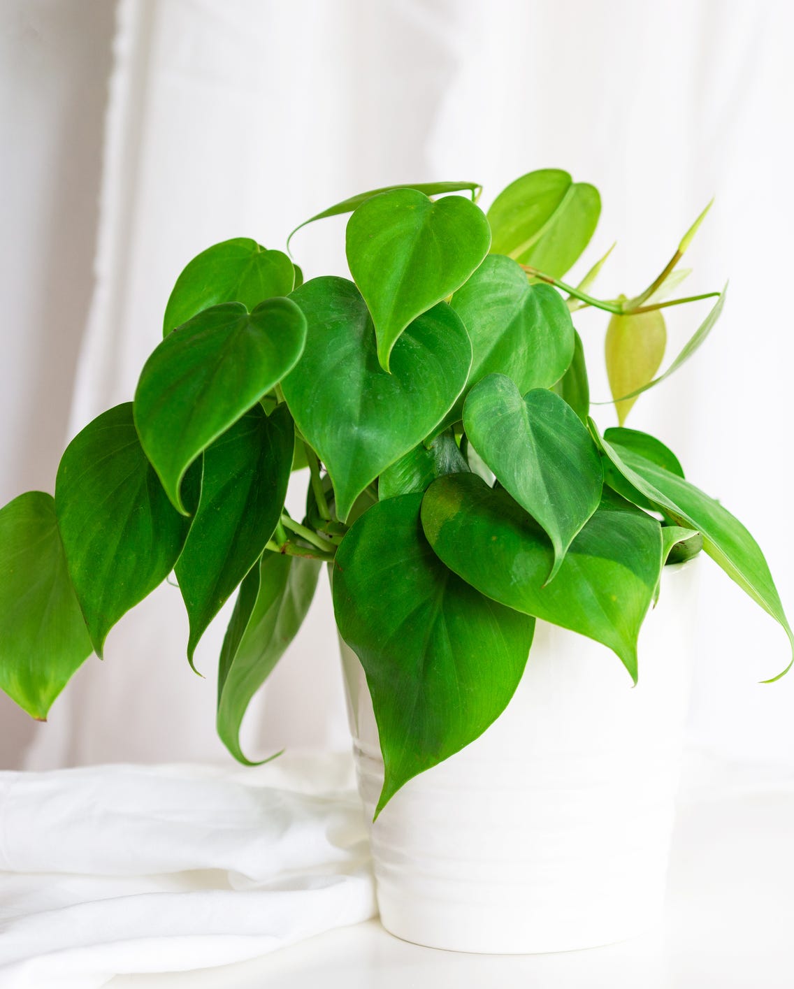 plants that grow from cuttings heartleaf philodendron