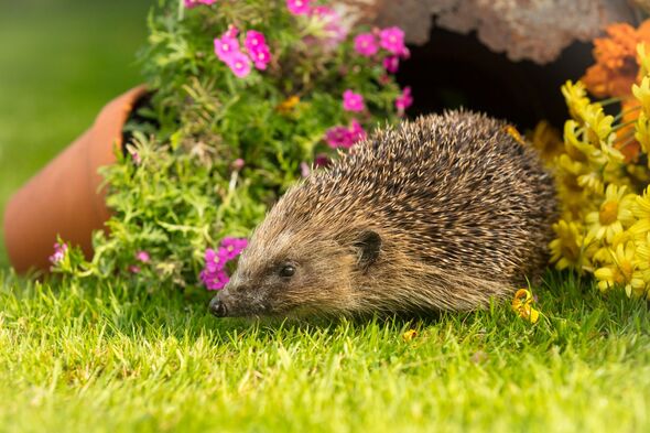 Hedgehog, wild, native, European hedgehog in natural garden habitat. On green grass lawn with potted plants. Facing left.