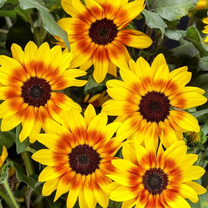 Helianthus Suncredible Saturn Tag