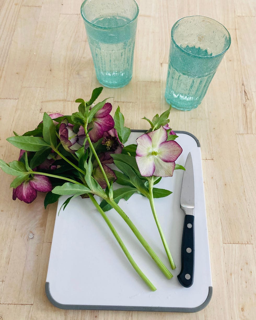 cut lenten roses being treated before going in a vase