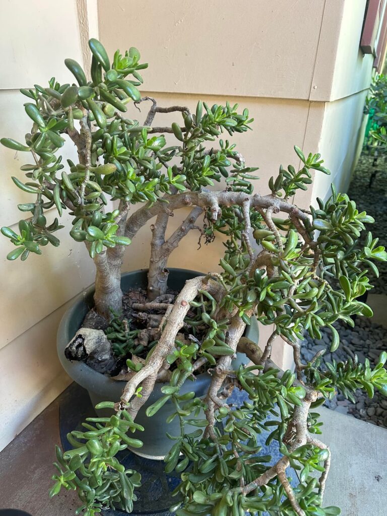 30+ Year Old Jade Plant Dying