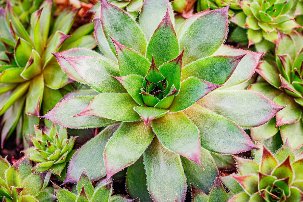 Rosette-forming succulent plant growing in garden. Common houseleek Evergreen perennial plants. Sempervivum tectorum rosette.