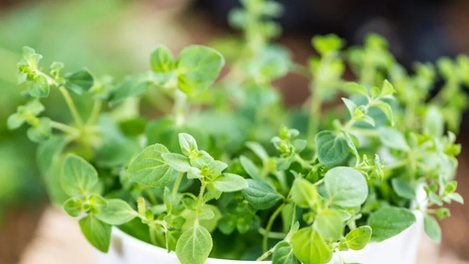 oregano on a white plant pot