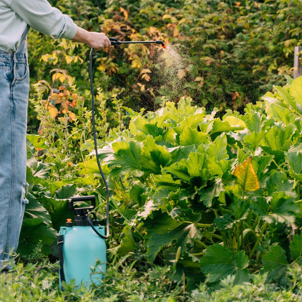 a woman sprays plants with chemicals from pests.