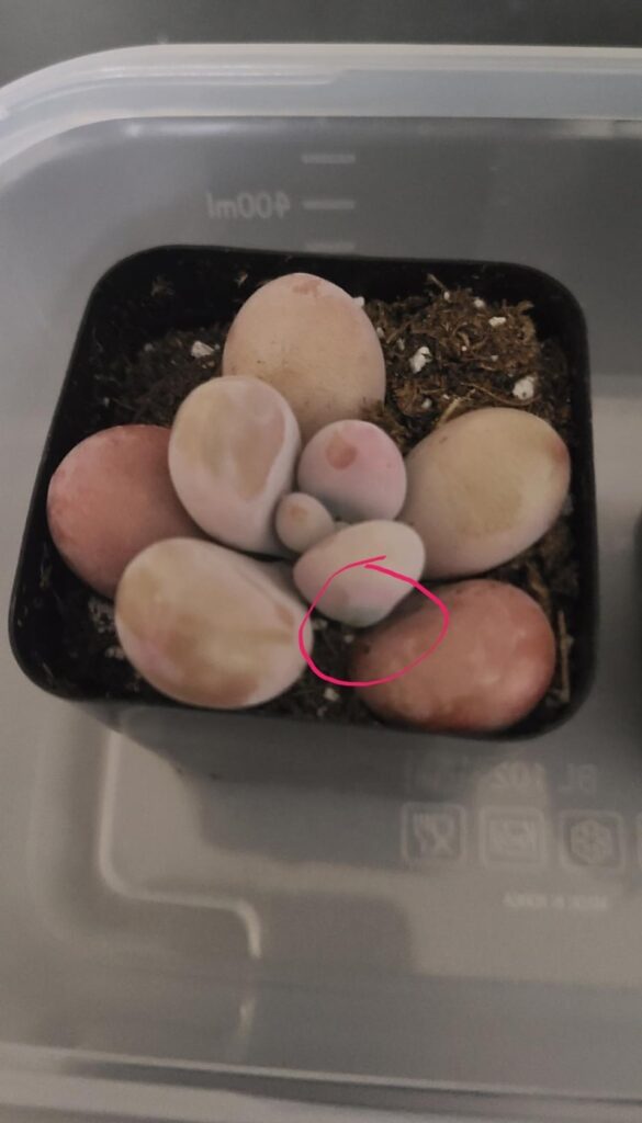 how to help shrinking succulent?