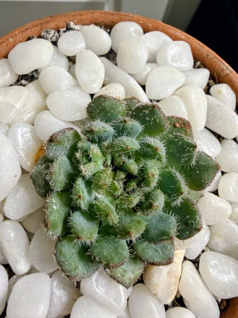 Setosa Var. Deminuta