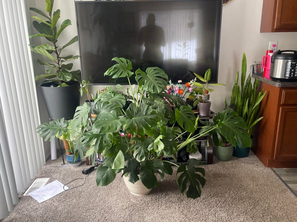 So, I separated my Monstera