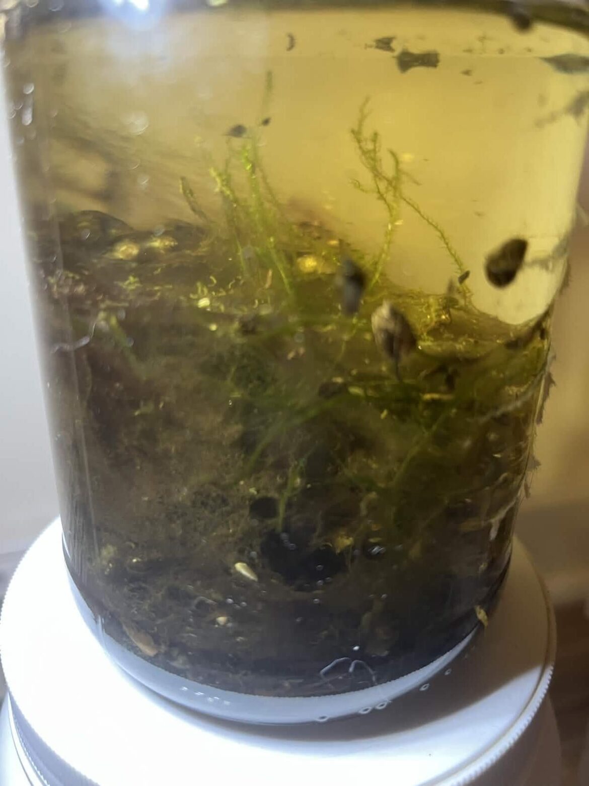 Added bladder snails after jar aquarium stabilization