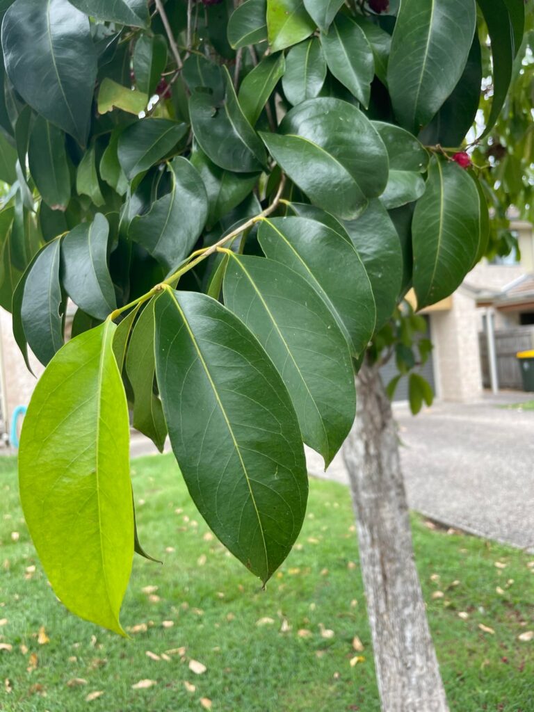 What tree is this?