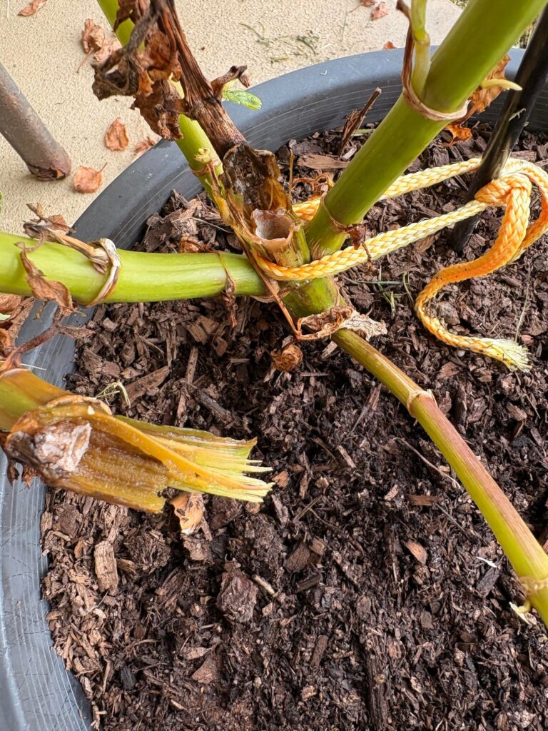 What has happened here?